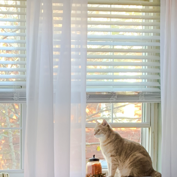 Pet-friendly cordless wood blinds paired with sheer curtains