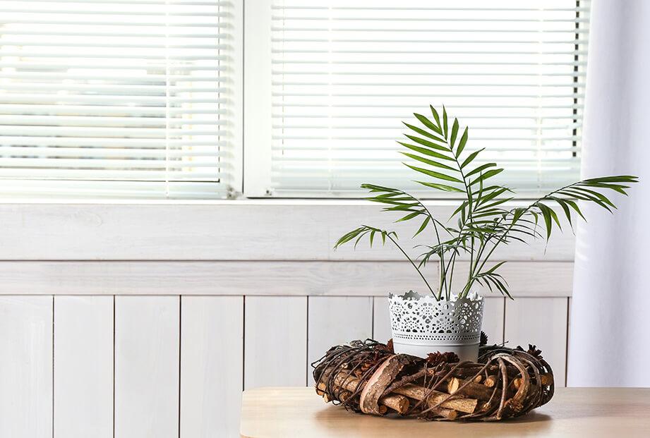 White vinyl mini blinds cover windows in an open position with a small potted palm plant in the foreground