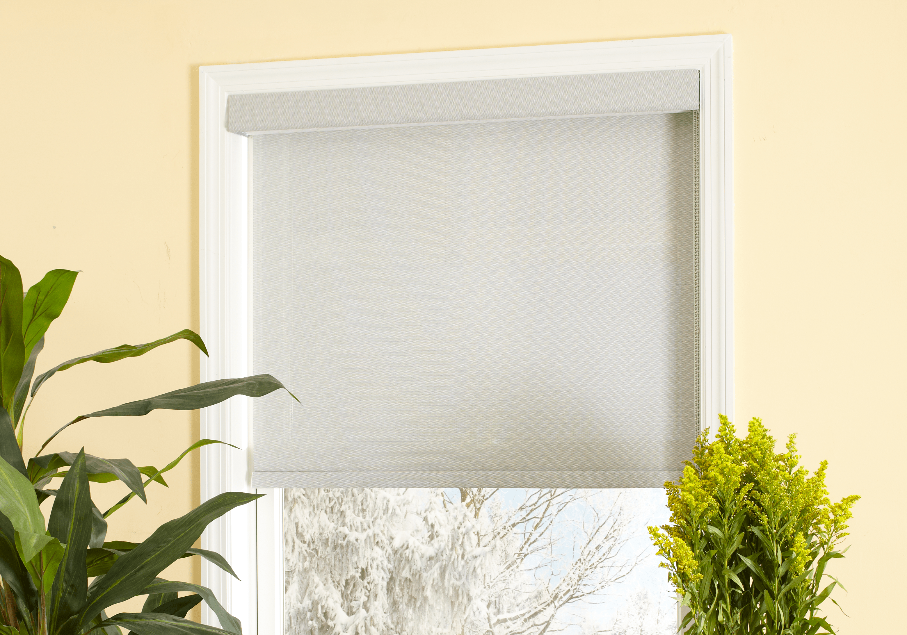 A window features inside mount roller shades.